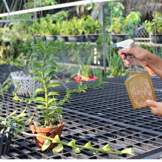 Chế phẩm Smin Hoa Lan 100ml