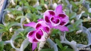 Trầm 6 mắt hàng giống