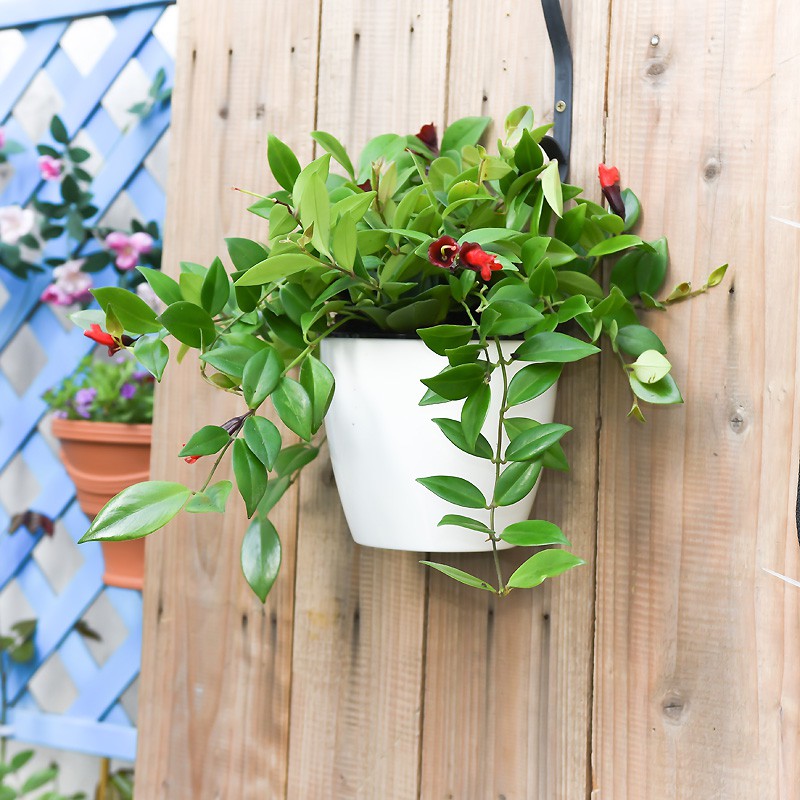 Chậu cây tự tưới nước thông minh sz 14x13cm