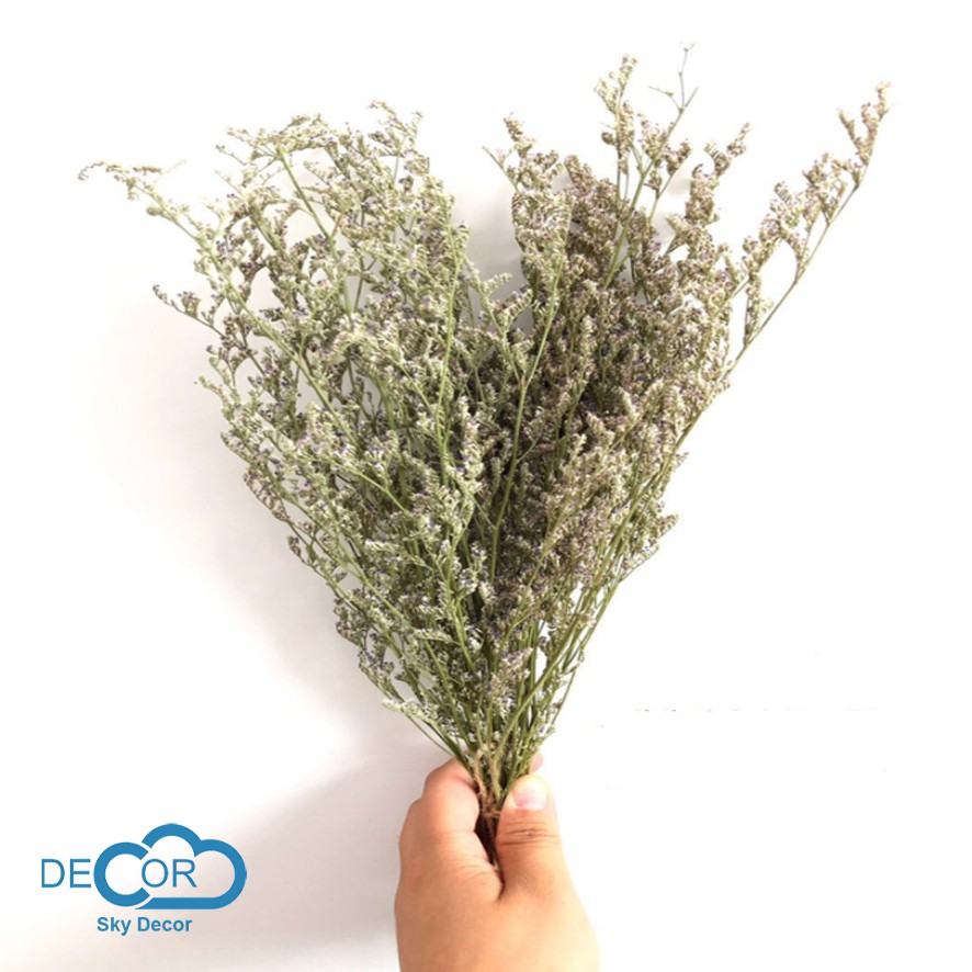 Hoa sao tím khô trang trí chụp ảnh, decor nhà cửa, cửa hàng