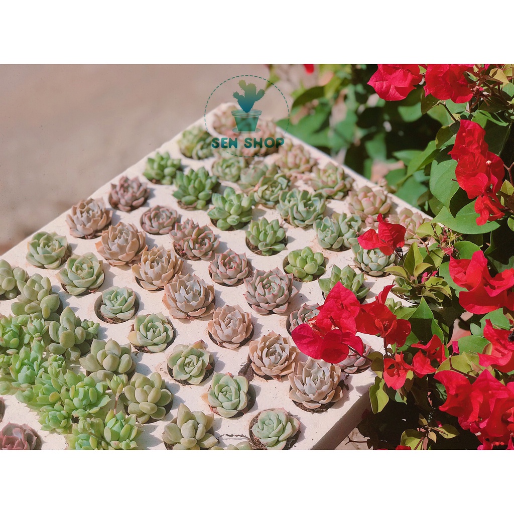 Chậu cây sen đá 5 cm nhỏ nhắn, xinh xắn, dễ thương lắm luôn ó.