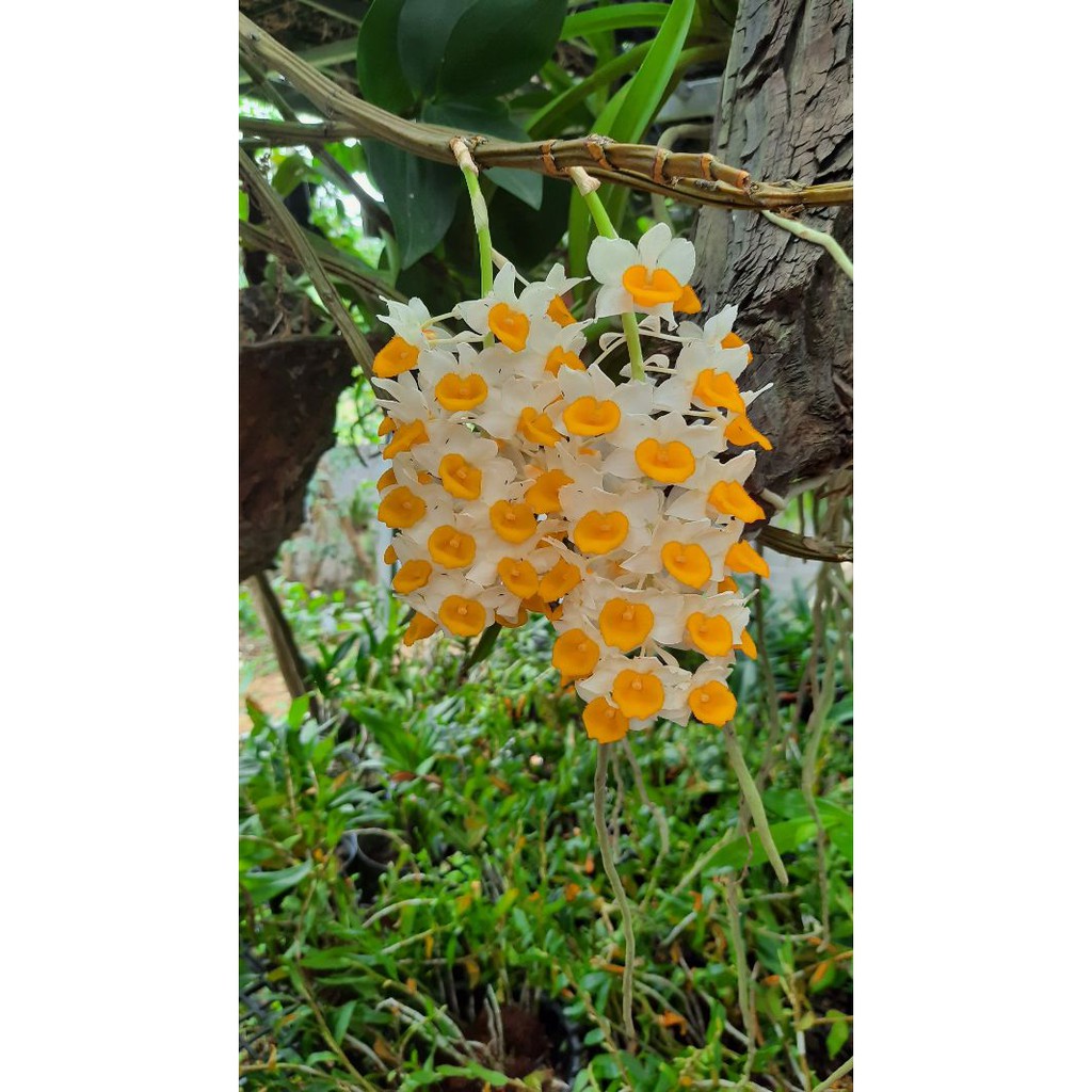 hoa phong lan kiều vàng