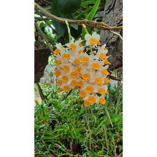 hoa phong lan kiều vàng