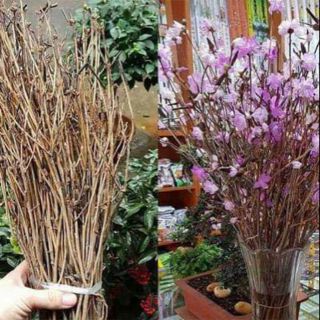Sỉ giá rẻ hoa đỗ quyên tại tphcm