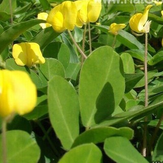 5h Hạt Giống Cỏ Lạc Đậu Phộng Lùn Sống Lâu Năm