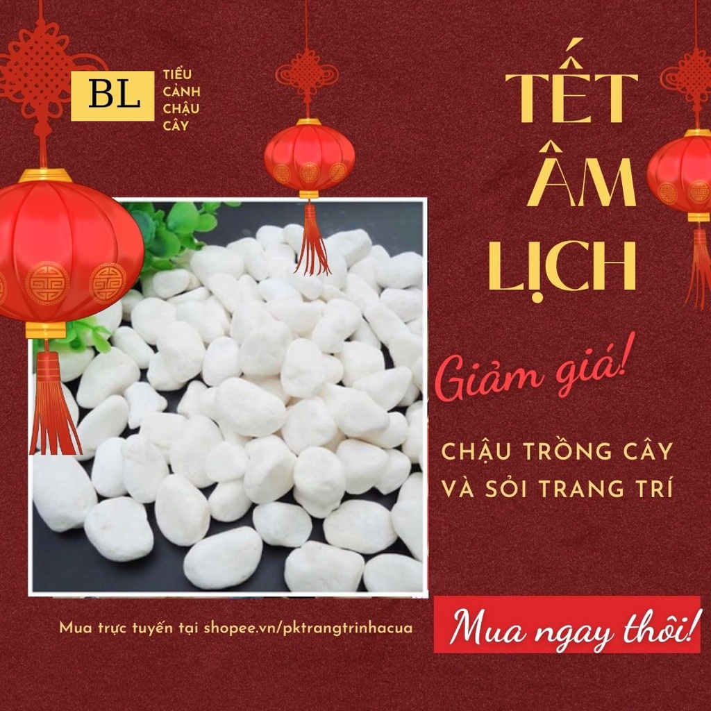 Đồ dùng làm vườn - Sỏi trắng to (2 - 3 cm) 200g  trang trí hồ cá, chậu cây cảnh, terrarium, trang trí sân vườn