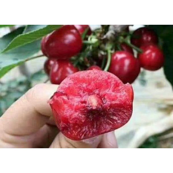 [Xả - Cắt Lỗ ] Cherry Anh Đào ( Cherry Mỹ)