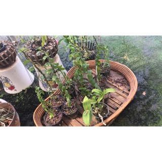 Phi điệp thân thủ 20 cây cao 40-60cm