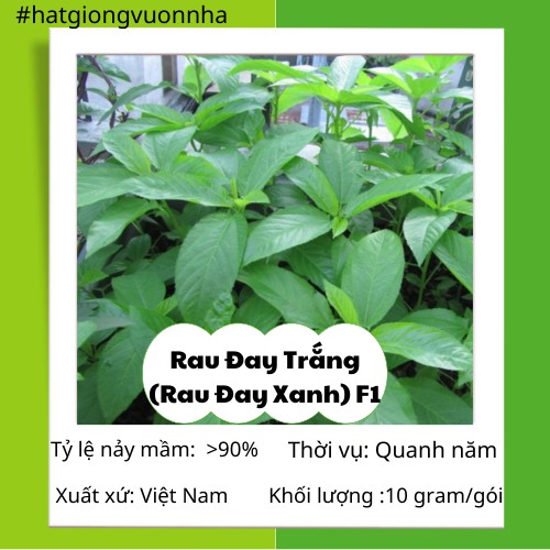 Hạt Giống Rau Đay Trắng (Rau Đay Xanh) F1 HN - Gói 10 gram (Dễ trồng, chịu nhiệt)