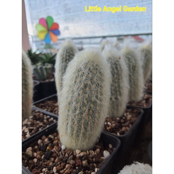 Xương rồng trụ ông tiên | Xương rồng Espostoa Lanata