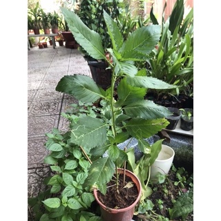 cây đông hầu ( dừa kem-dừa vàng)