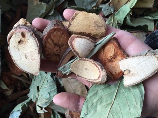 LÁ TẮM DÂN TỘC DAO ĐỎ
