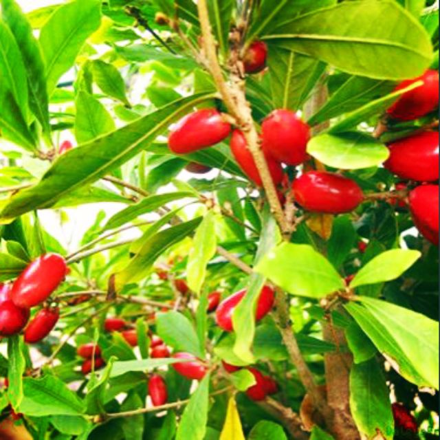 Cây giống Cây Thần Kỳ - Trang Flower