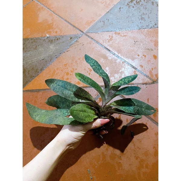 LAN HÀI GIÁP 1 CHẬU TRỒNG THUẦN