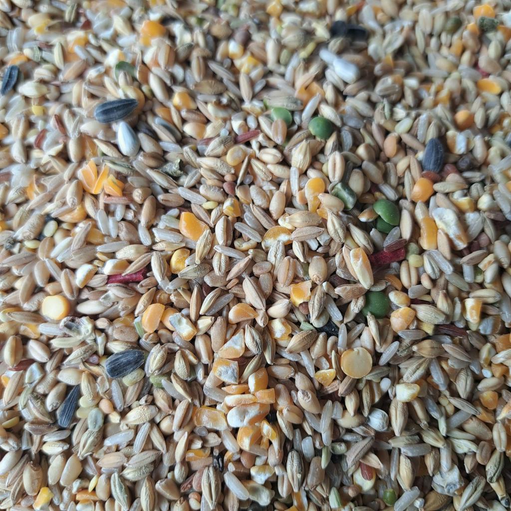 Ngũ cốc gà đá giá rẻ, dùng để tập ăn cho gà đá gà che túi 1kg