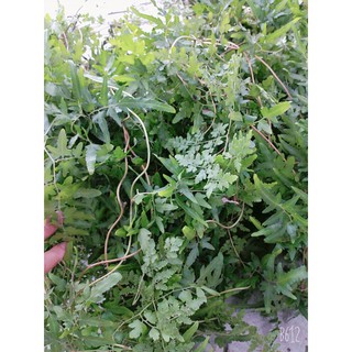 dây bòng bong( kim hải sa) tươi