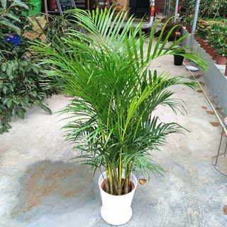 Cây cau kiểng vàng (chưa bao gồm chậu)