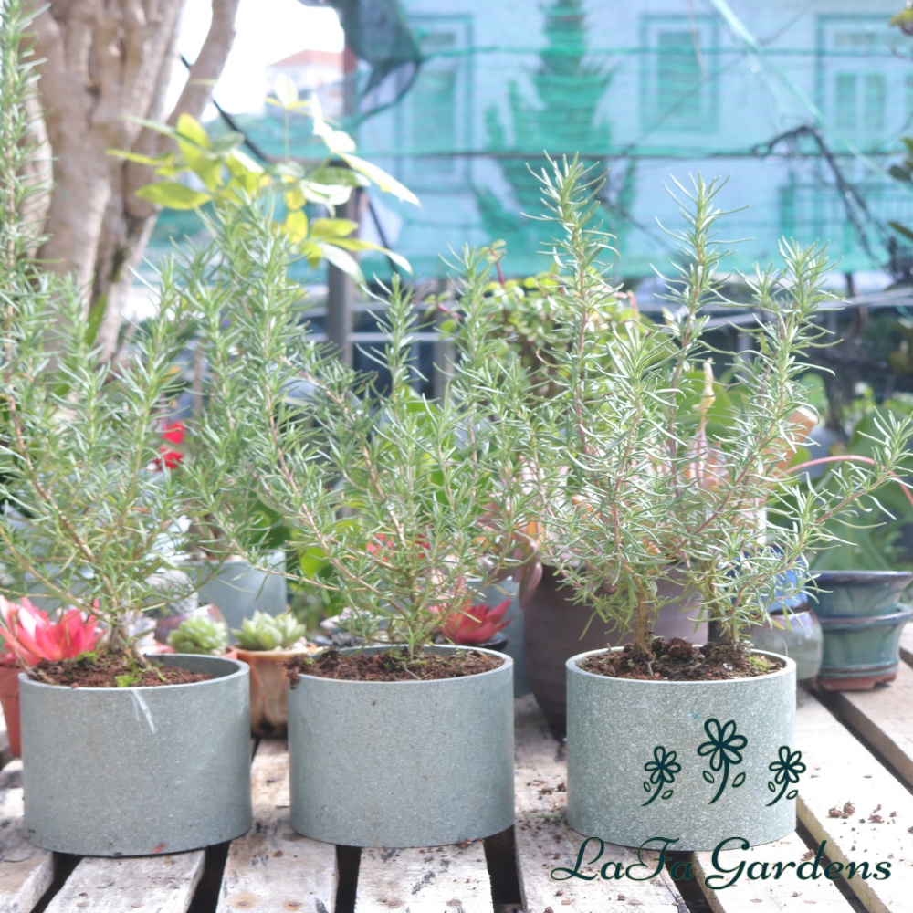 Cây hương thảo rosemary từ vườn hoa LAFAGARDEN, Kích thước(35cm đến 45cm) có nhiều cành nhánh khỏe