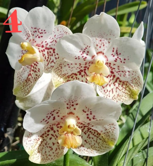 Hoa Lan: VANDA THÁI- COMBO 5 MÀU: 150K