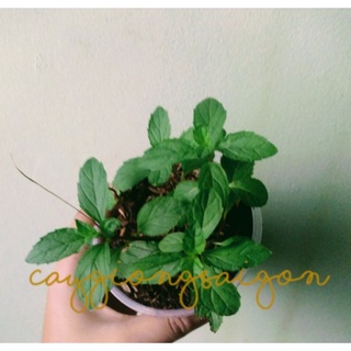 Cây Bạc Hà Tinh Dầu Peppermint