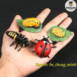 Mô hình vòng đời bọ rùa