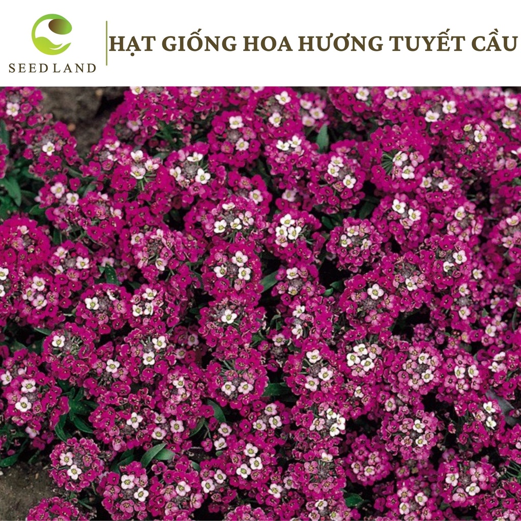 Hạt giống hoa ngàn sao (hoa hương tuyết cầu) - 100 hạt Seed Land nhập khẩu