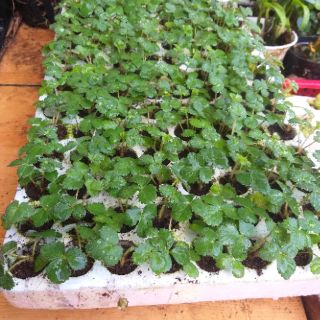 Cây dâu tây chịu nhiệt