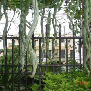 Hạt Giống Mướp Rắn