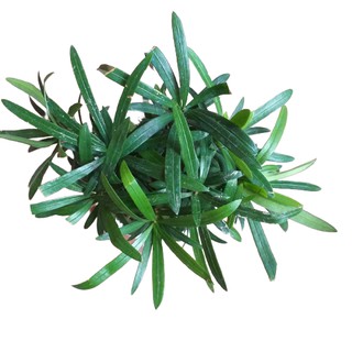 Cây giống Tùng la hán (Thông la hán hay cây vạn niên tùng)