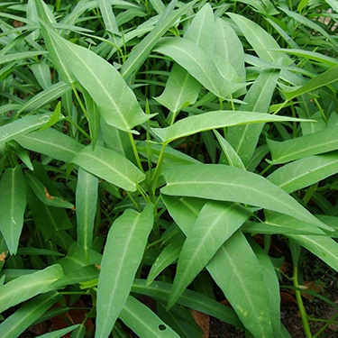Hạt giống Rau muống gói 50 gram