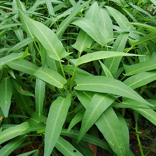 Hạt giống Rau muống gói 50 gram