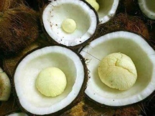 MỘNG DỪA TƯƠI- Hàng Đặt Trước