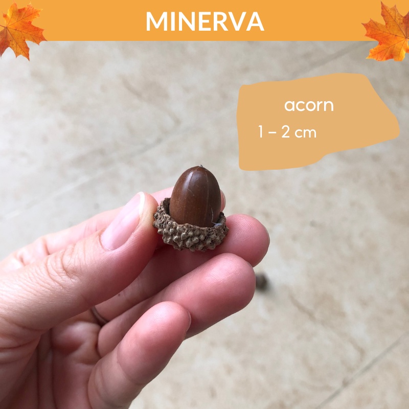[TRANG TRÍ] SET 6 loại Quả khô làm phụ kiện chụp ảnh, trang trí nhà cửa, làm đồ thủ công