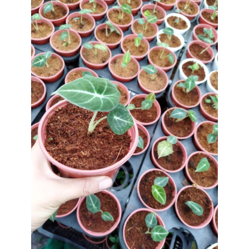 Alocasia Black Velvet- Rồng đen, cây con khoẻ mạnh