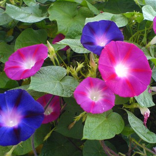 Hạt giống hoa bìm bìm