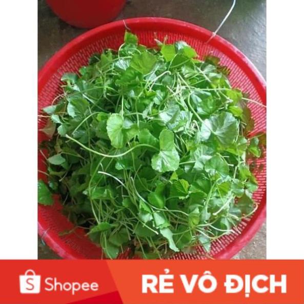 ( sỉ, lẻ) 2 gam hạt giống rau má thái lan 🍉🥒🥕 SALE GIÁ SỈ 🍈🍅🌱 siêu dễ trồng