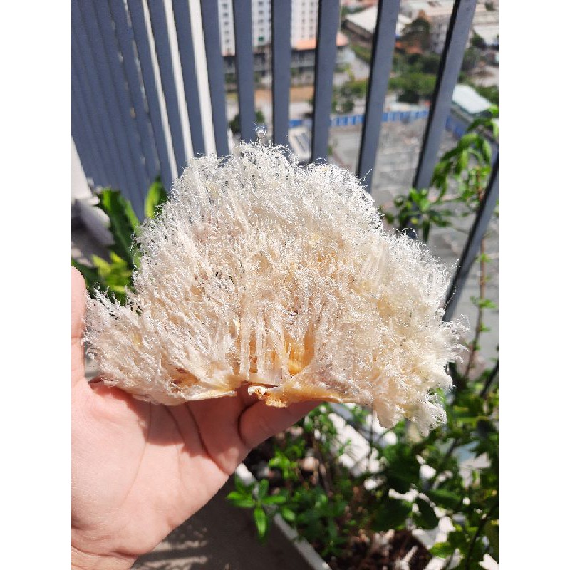 Vi Cá nấu súp thượng hạng ( 50g ) | BigBuy360 - bigbuy360.vn