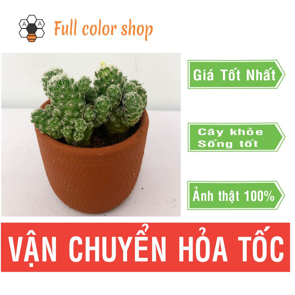 CÂY XƯƠNG RỒNG TRỨNG CHIM