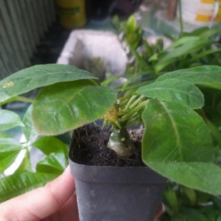 Cây Mặt Trời
