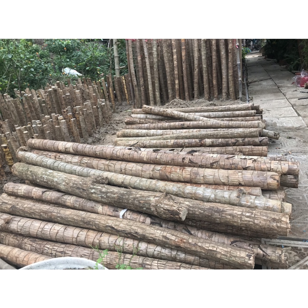 Cành giống thiết mộc lan sọc vàng dài 1m