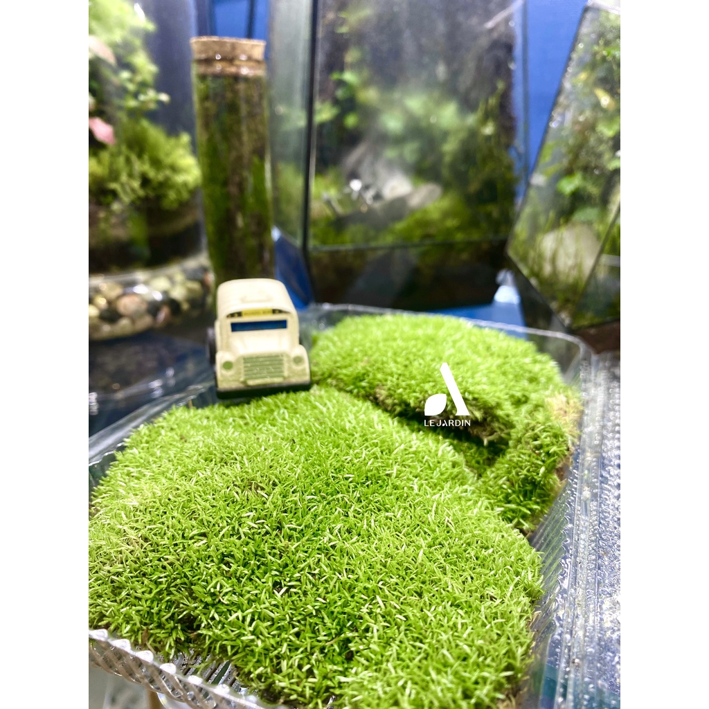Rêu cỏ  rêu trâu bò, siêu bền, trồng bình terrarium, bán cạn, non bộ, tiểu cảnh, paludarium