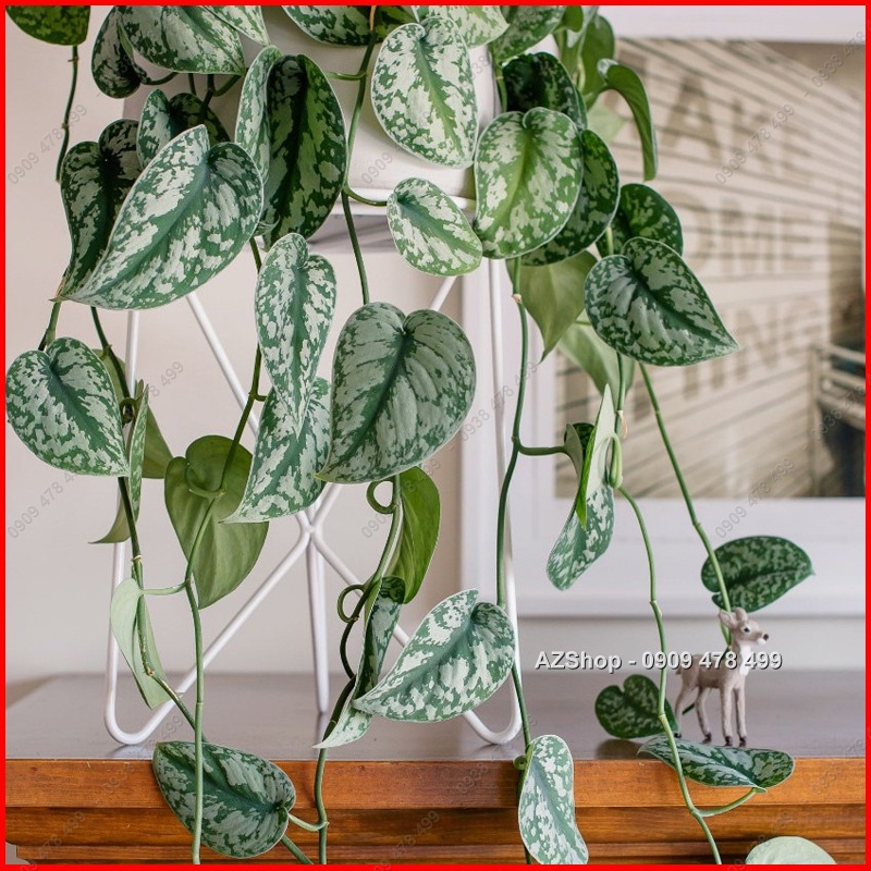 Trầu Bà Lụa Scindapsus Pictus Exotica - Lá Dày đẹp, ánh bạc ấn tượng