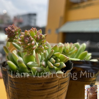 Sen Đá Mặt Trời 🌞🌞🌞 - Size Bầu