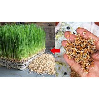 1 kg Hạt Giống Mầm Lúa Mạch - Cỏ Lúa Mỳ