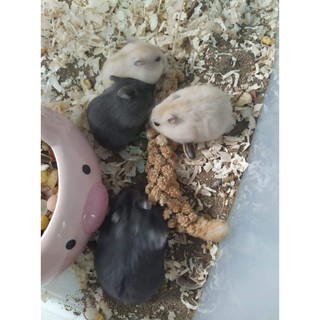 Kê chùm cho hamster