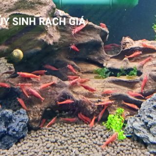 Thức ăn dành cho tép đỏ