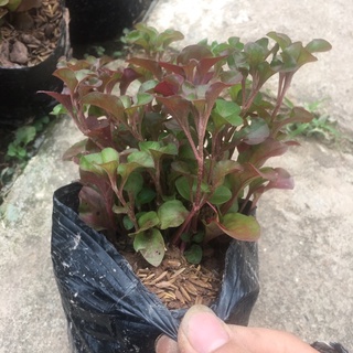 Cây Diệu Đỏ (Điệu Kỷ Đỏ) <HÀNG NHƯ HÌNH>