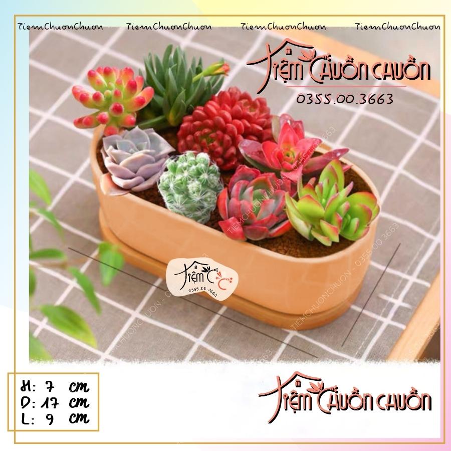 Chậu Cây Sứ Dáng THUYỀN Nhiều Màu - Trồng Cây Bonsai, sen đá, xương rông - Decor Bàn Làm Việc - tiemchuonchuon