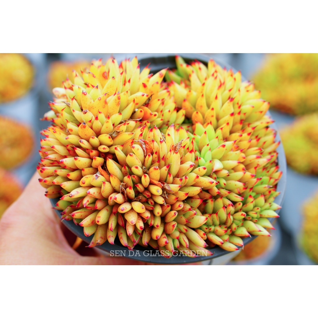 Sen đá Đế Vương Cam Crest GLASS GARDEN chậu 12cm - Thuần Khí hậu Đà Lạt - Lỗi 1 đổi 1