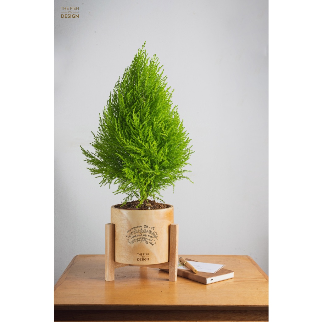 Chậu cây tùng thơm size LS | THE FISH DESIGN